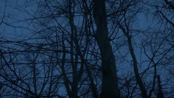 夕暮れ時に恐ろしい森を通って移動する — ストック動画