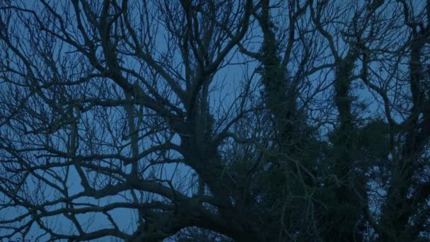 Děsivé Pokroucené Staré Stromy Větru Soumraku — Stock video
