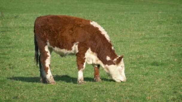 Vache Dans Champ Herbeux Beau Jour — Video