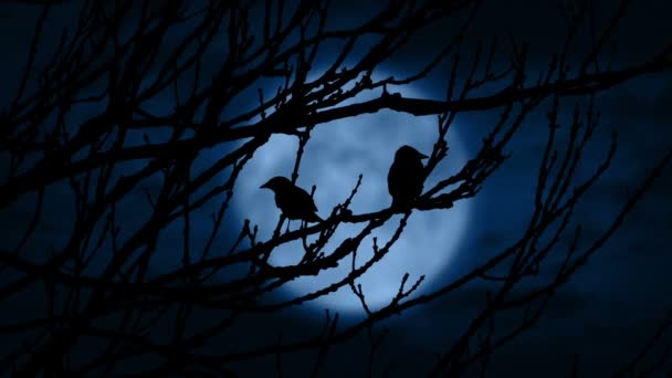 Los Pájaros Vuelan Encendidos Por Luna Por Noche — Vídeo de stock