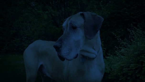 Grote Deense Hond Buiten Het Donker — Stockvideo