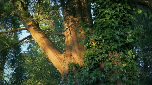 Pôr Sol Árvore Floresta Com Hera Crescendo Nele — Vídeo de Stock