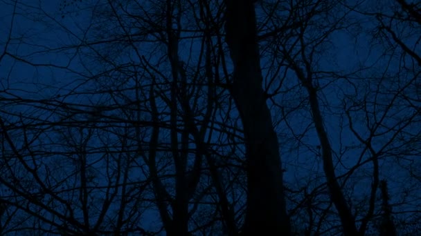 夜晚在可怕的光秃秃的森林里散步 — 图库视频影像