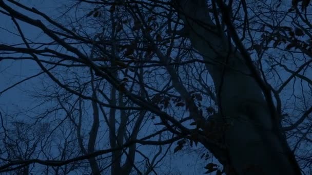 Κινείται Κάτω Από Δέντρο Καθώς Άνεμος Ανεβαίνει Στο Τρομακτικό Δάσος — Αρχείο Βίντεο