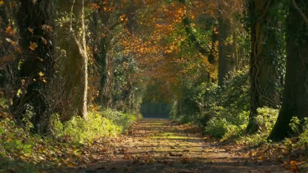 Breezy Fall Day Patrząc Dół Country Lane — Wideo stockowe