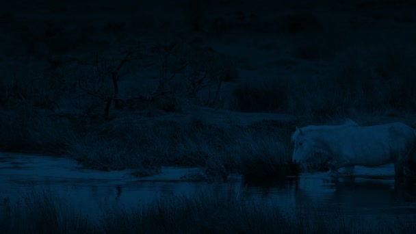 Geceleyin Issız Bir Nehirden Geçiyor — Stok video