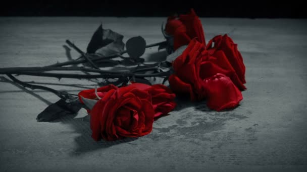 Червоні Троянди Падають Землю Чорним Білим — стокове відео