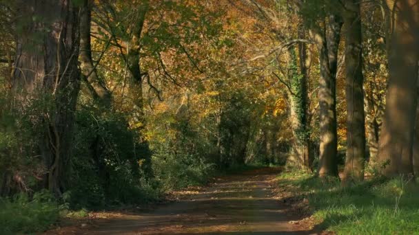 Liść Country Lane Jesieni Pięknymi Kolorami — Wideo stockowe