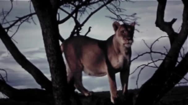 Weibchen Löwe Oben Baum Jahrgang 8Mm — Stockvideo