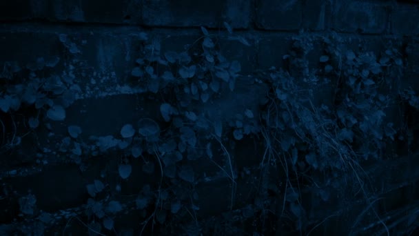 Der Nacht Überwachsener Ziegelmauer Vorbei — Stockvideo
