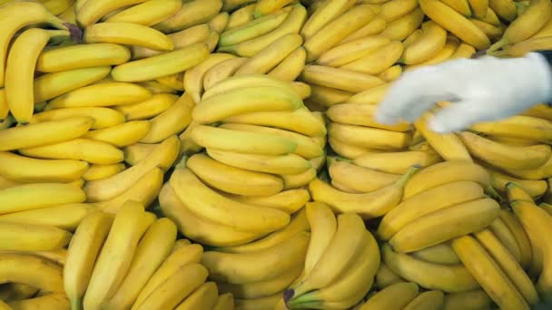 Plátanos Cargados Pila Mano — Vídeo de stock