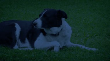 Gecenin geç saatlerinde dışarıda yatan köpek.