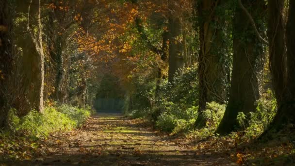 葉で覆われた道路と風の強い秋の日 — ストック動画