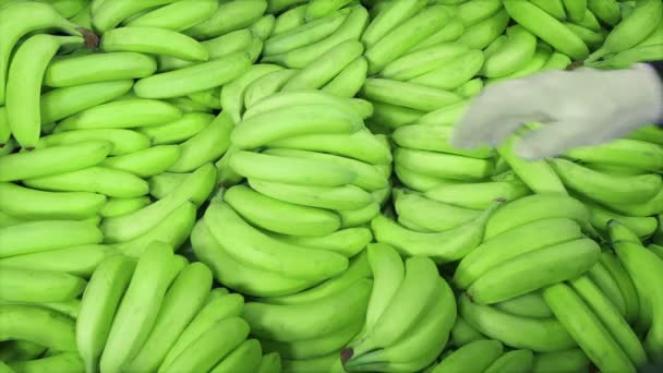 Uomo Confeziona Banane Spedizione — Video Stock