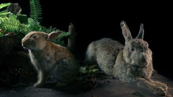 Lapins Dans Affichage Histoire Naturelle — Video