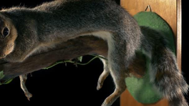 自然历史展示中的松鼠 — 图库视频影像
