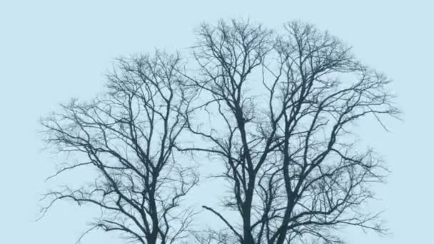 Bare Trees Sway Strong Storm Winds — Stock Video