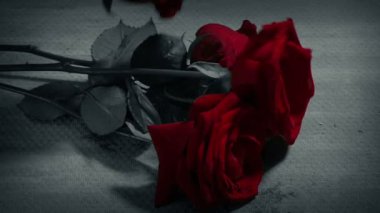 Rose Dropped And Stepped On Black & White