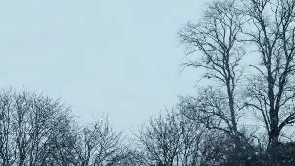 Snö Faller Molnig Himmel Med Träd Gränsar — Stockvideo