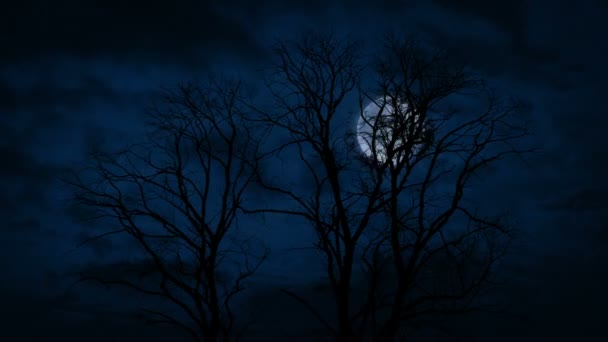 Árboles Altos Viento Con Luna Detrás Por Noche — Vídeos de Stock