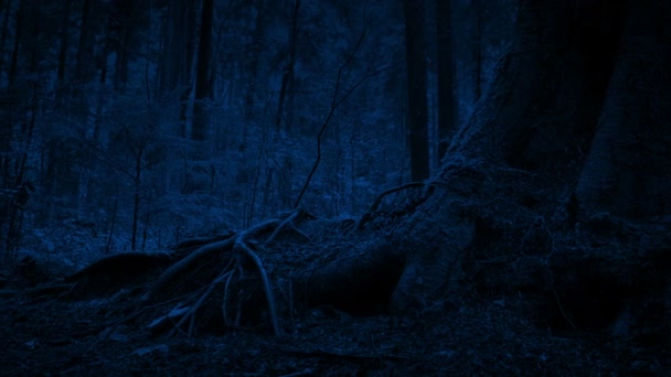 Περνώντας Τις Ρίζες Δέντρων Στο Δάσος Νύχτα — Αρχείο Βίντεο