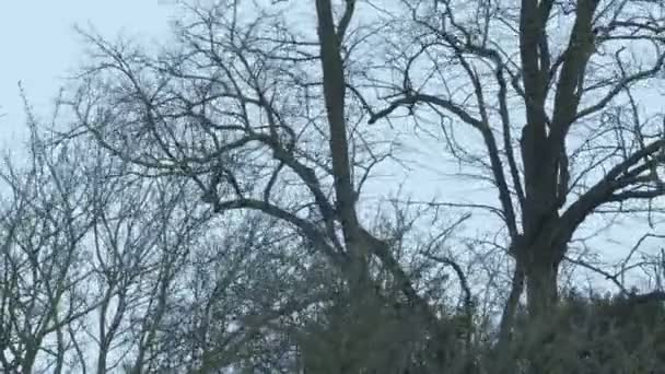 바람을 나무들 — 비디오