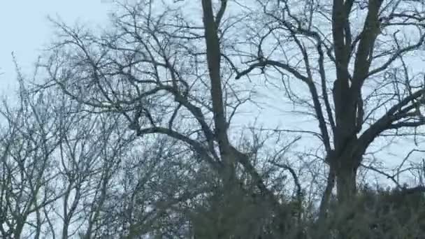 Bomen Schommelen Sterke Wind — Stockvideo