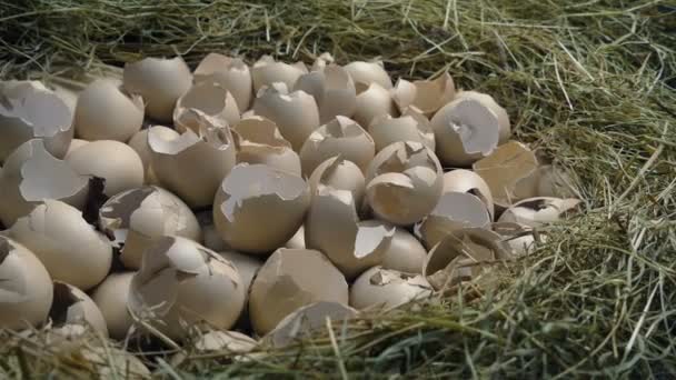 孵化した卵の巣の移動ショット — ストック動画