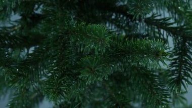 Şiddetli Yağmurda Çam Ağacı Dalları