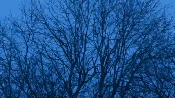 Wind Rocks Δέντρα Για Κρύο Βράδυ Του Χειμώνα — Αρχείο Βίντεο