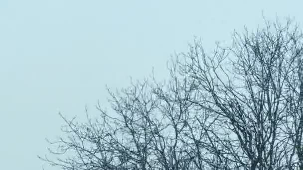 Snoeien Bomen Een Bewolkte Dag — Stockvideo