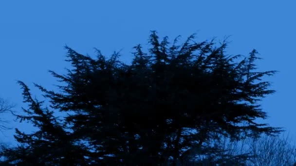 Arbre pointu dans le vent tard dans la journée 