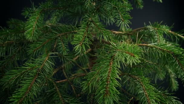 Onversierde Kerstboom Binnenshuis Closeup — Stockvideo