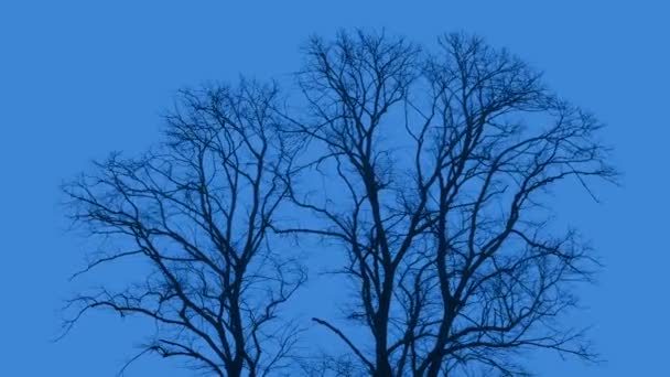 Big Trees Windy Evening — Stock Video