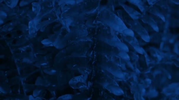 夜間閉鎖時の雨の中のシダ植物 — ストック動画