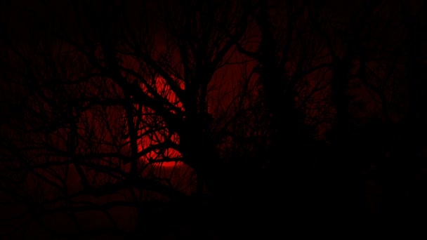 木々の後ろに赤い月が動く — ストック動画