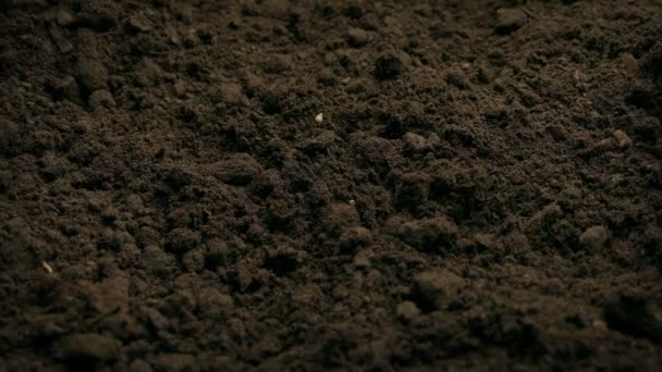 Seeds Scattered Soil — Stock Video
