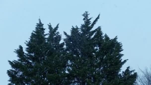 Δέντρα Χιονοπτώσεις Και Ανέμους — Αρχείο Βίντεο