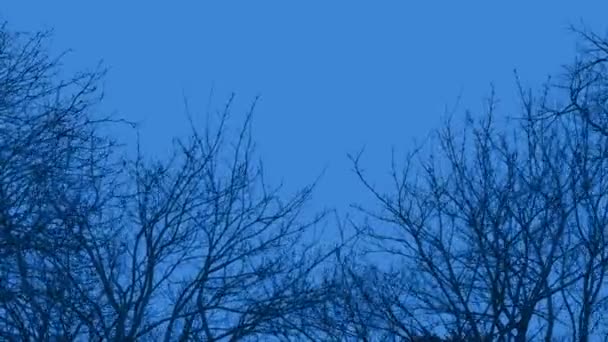 Koyu Mavi Gökyüzü Ile Rüzgarlı Bir Akşamda Ağaçlar — Stok video