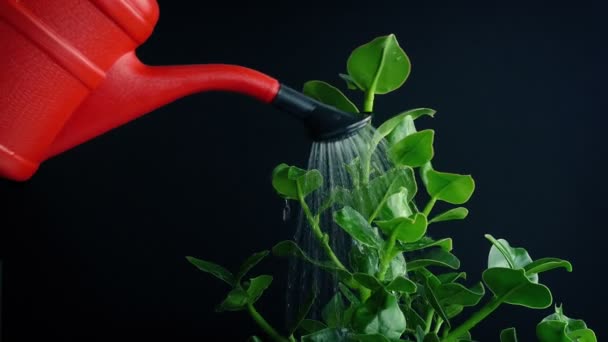 Watering Can Pours Plant Shots — Stock Video