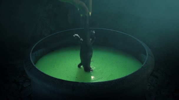 Witch Puts Lizard Smoky Cauldron — Stock Video