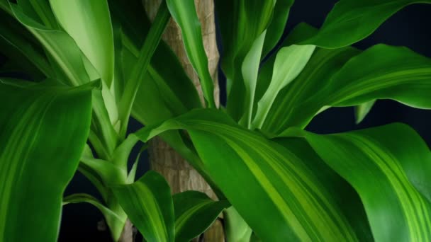 Exotique plante de maison dans la brise 