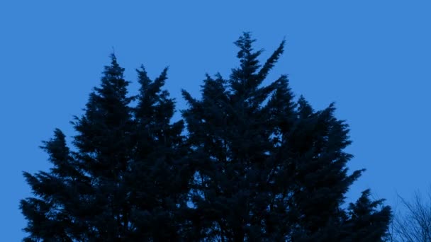 Arbres touffus dans le vent en soirée froide 