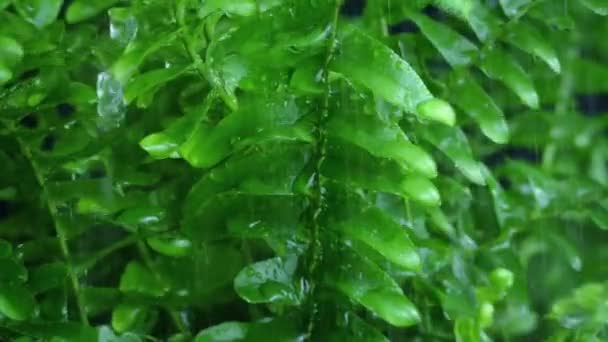 Fougère sous de fortes pluies Gros plan 