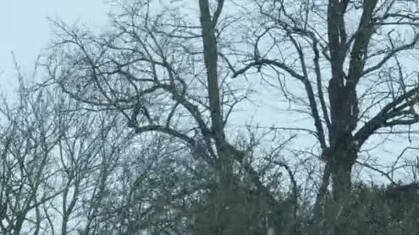 Sneeuwwitje Winterdag Bomen Struiken Rondwaaiend — Stockvideo