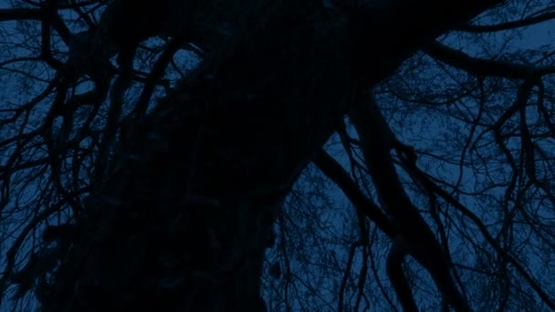 Assustador Twisty Idade Árvore Noite — Vídeo de Stock