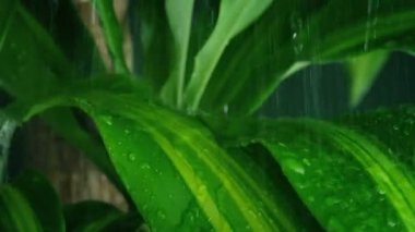 Orman Bitkilerine Yağmur yağışıweather condition