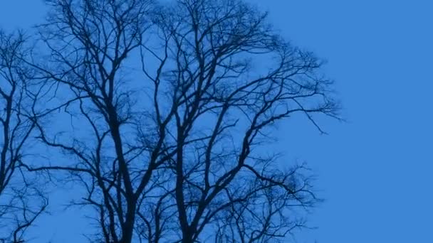 Δέντρα Δυνατό Άνεμο Αργά Την Ημέρα — Αρχείο Βίντεο
