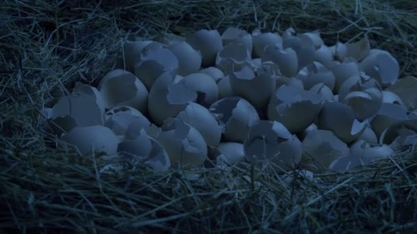 Nest Hatched Eggs Dark — Stock Video
