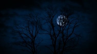 Kışın arkasında Ay olan Orman Ağaçları